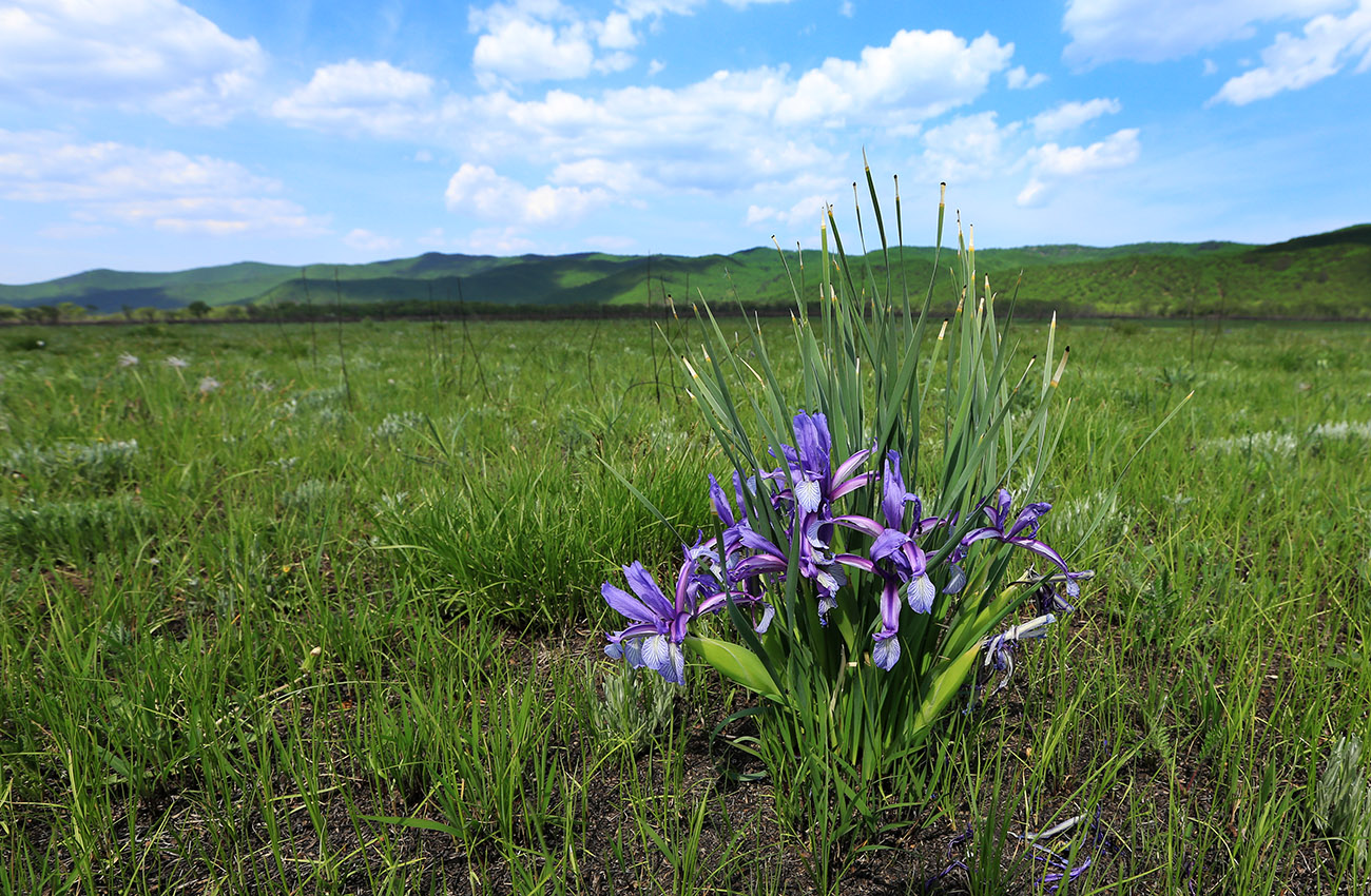 Image of Iris ventricosa specimen.