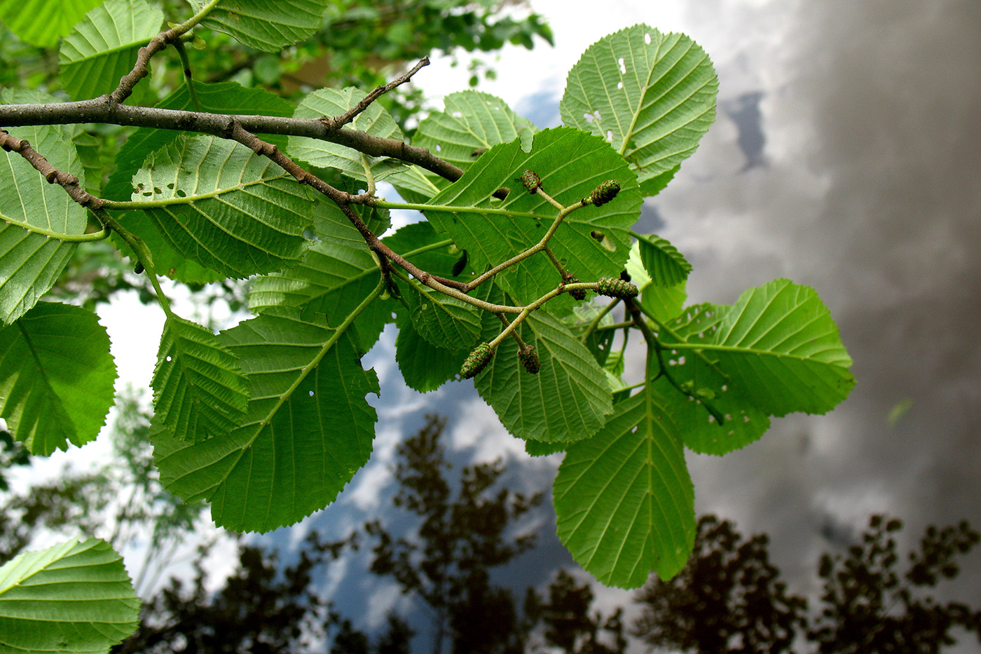 Изображение особи Alnus glutinosa.