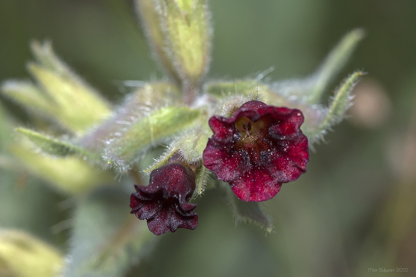 Image of Nonea taurica specimen.