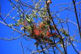 Plicosepalus kalachariensis. Цветущие ветви. Эфиопия, провинция Бале, аураджа Фасиль, национальный парк \"Горы Бале\", лес Харена. 28.12.2014.