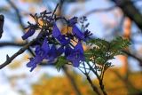 genus Jacaranda. Ветви с цветами и листьями. Эфиопия, провинция Сидама, аураджа Борэна, национальный парк \"Nech Sar\". 01.01.2015.