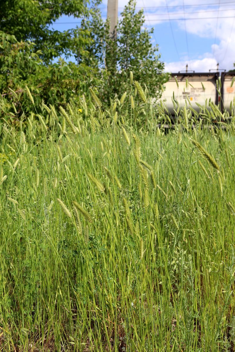 Image of Agropyron cristatum specimen.