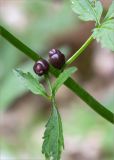 Cardamine bulbifera. Часть побега с выводковыми луковичками. Абхазия, Гудаутский р-н, Рицинский реликтовый национальный парк, долина р. Гега, широколиственный лес, каменистый склон у обочины грунтовой дороги. 17.05.2021.