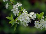 Prunus spinosa