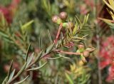 Melaleuca fulgens. Верхушка веточки с соцветиями с бутонами. Испания, автономное сообщество Каталония, провинция Жирона, комарка Баш-Эмпорда, муниципалитет Палафружель, ботанический сад \"Кап-Роч\". 29.04.2022.