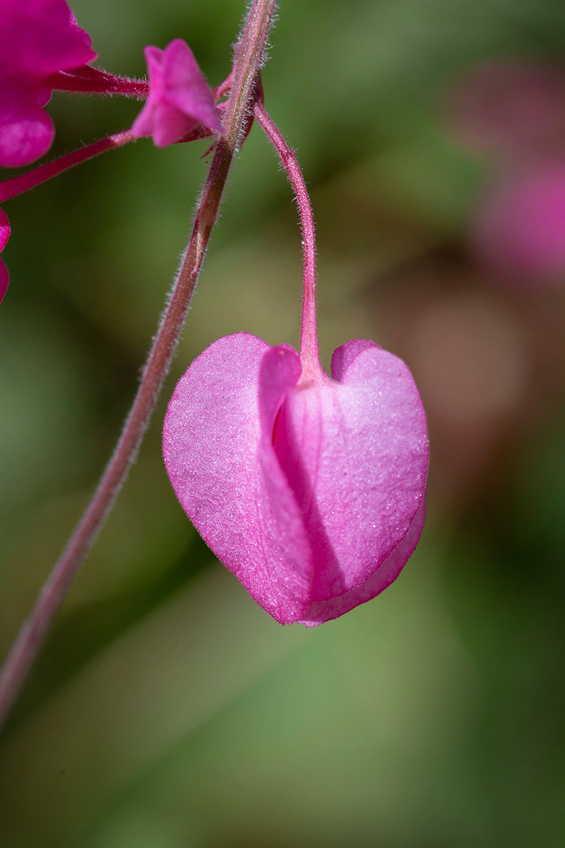 Изображение особи Antigonon leptopus.