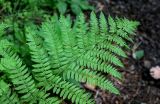 Athyrium filix-femina. Верхушка вайи. Красноярский край, Берёзовский р-н, долина р. Мана, смешанный лес. 06.06.2022.