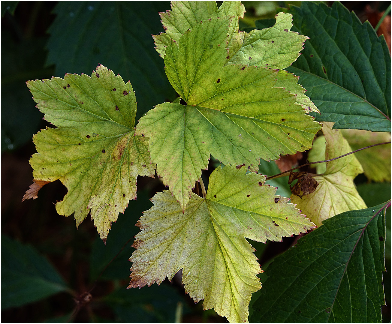 Image of Ribes nigrum specimen.