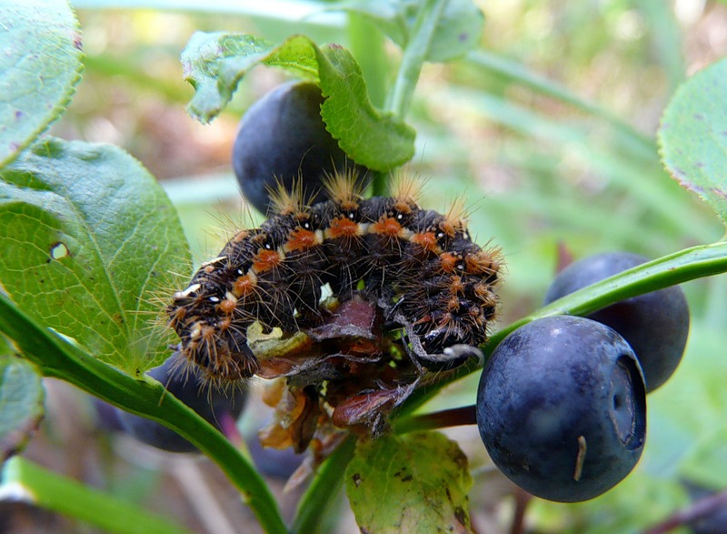 Image of Vaccinium myrtillus specimen.