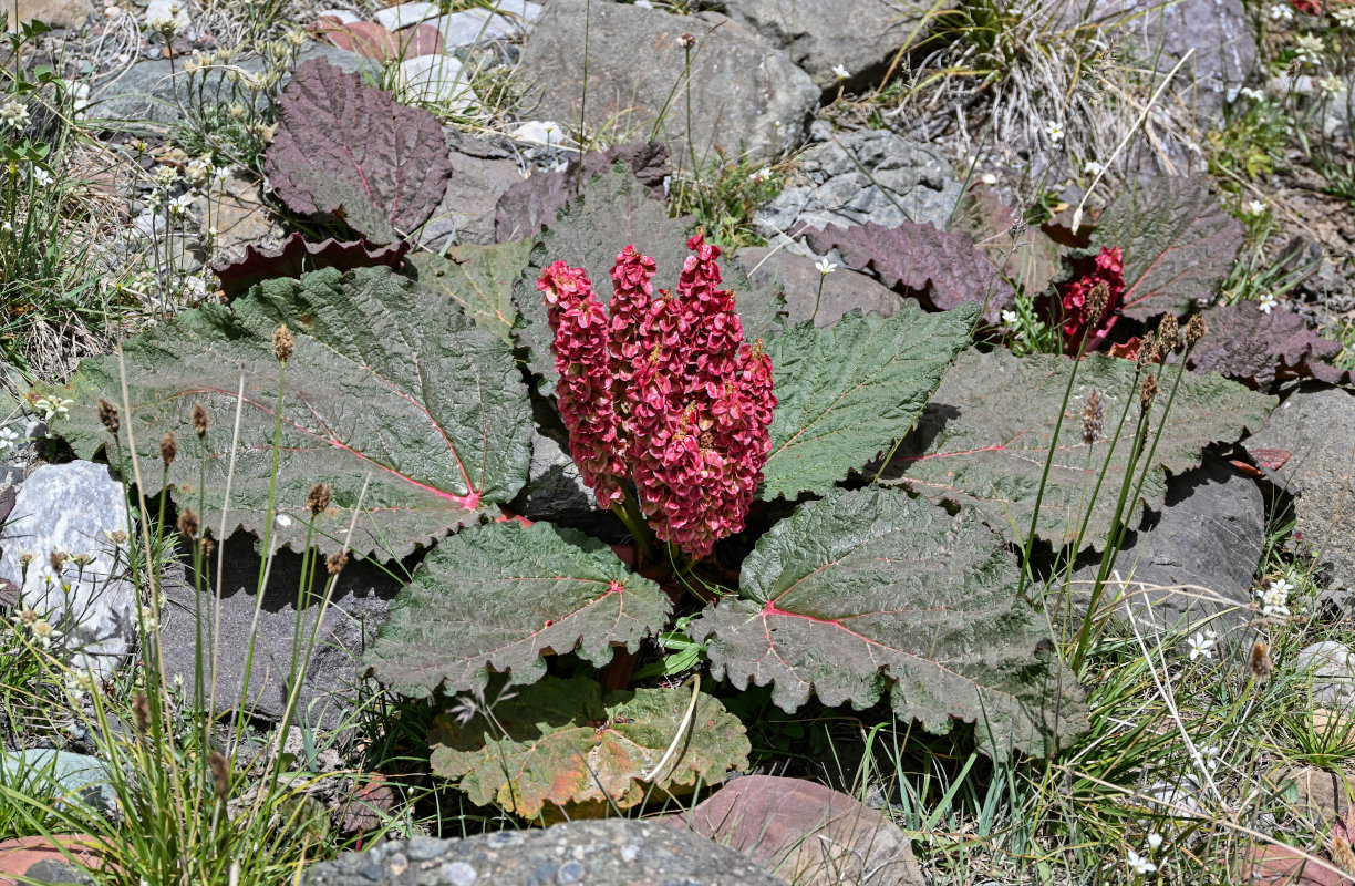 Image of Rheum spiciforme specimen.