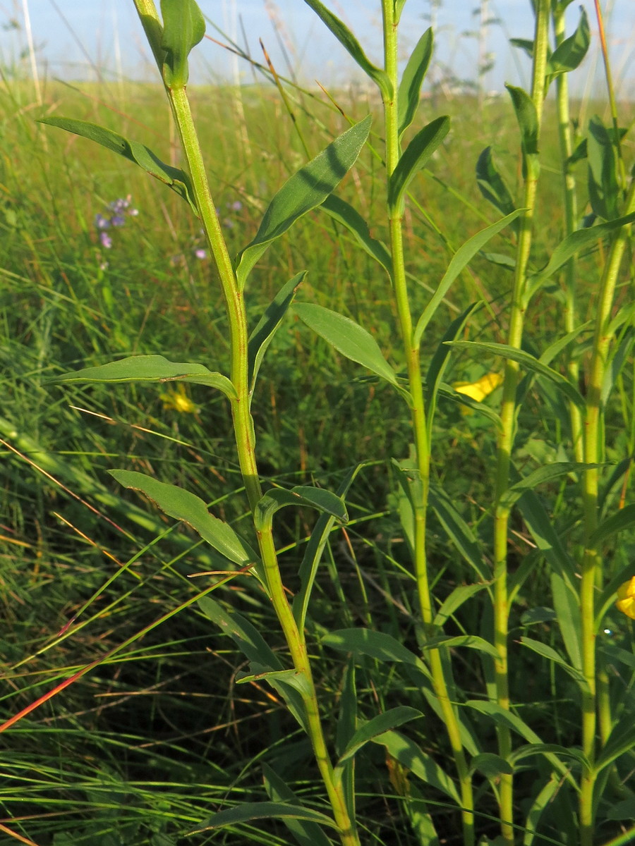 Image of Linum flavum specimen.