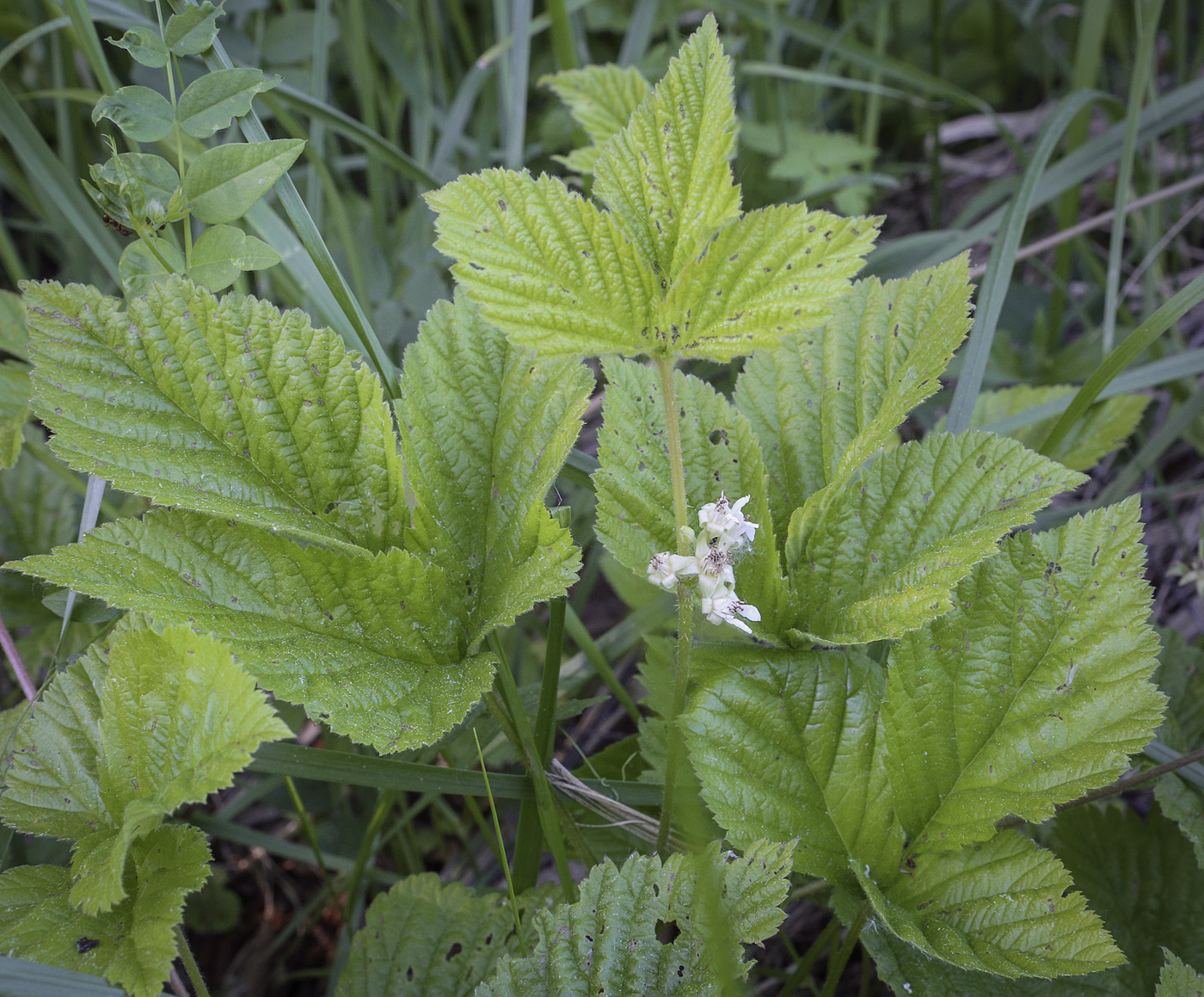 Image of Rubus saxatilis specimen.