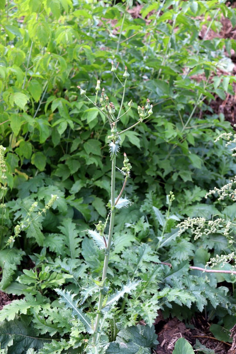 Image of Sonchus asper specimen.