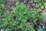 Cardamine graeca