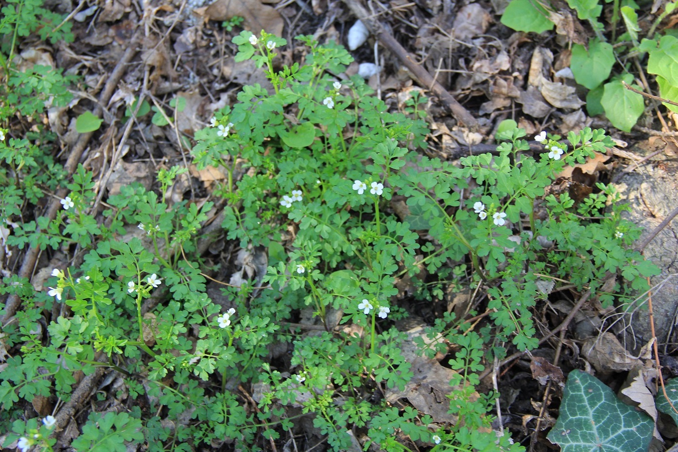 Image of Cardamine graeca specimen.