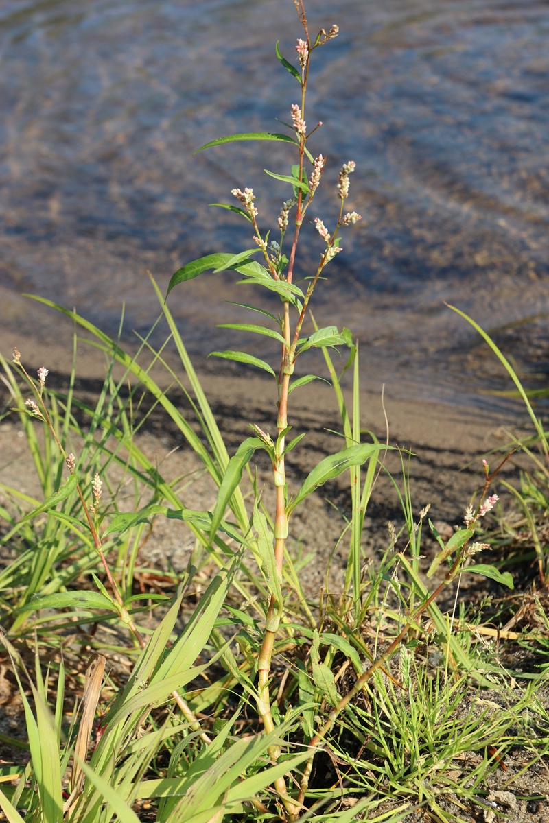 Image of Persicaria lapathifolia specimen.