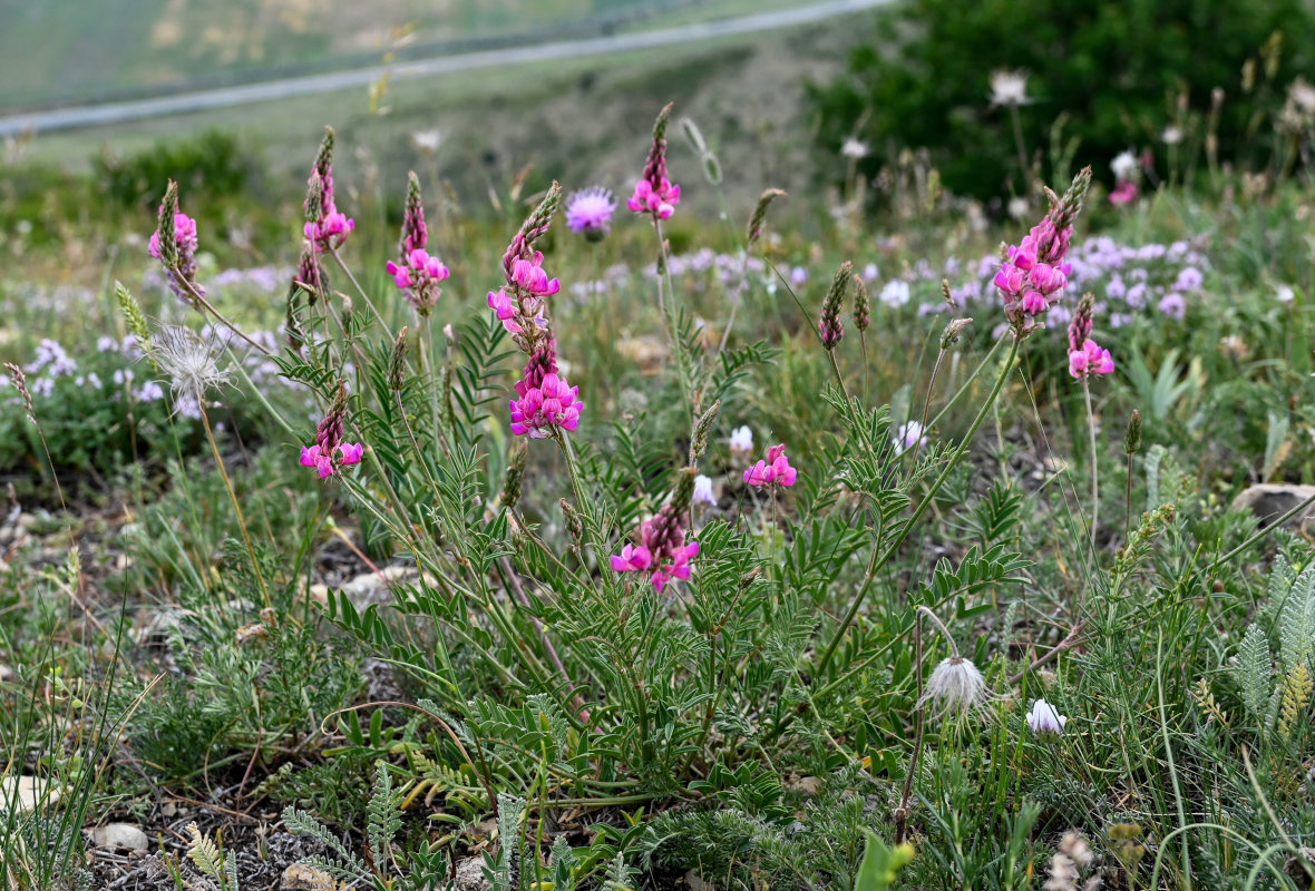 Image of genus Onobrychis specimen.