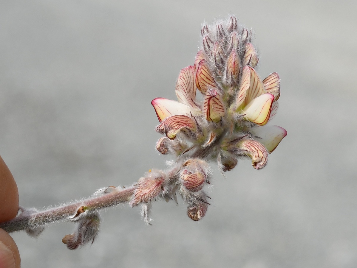 Image of Onobrychis venosa specimen.