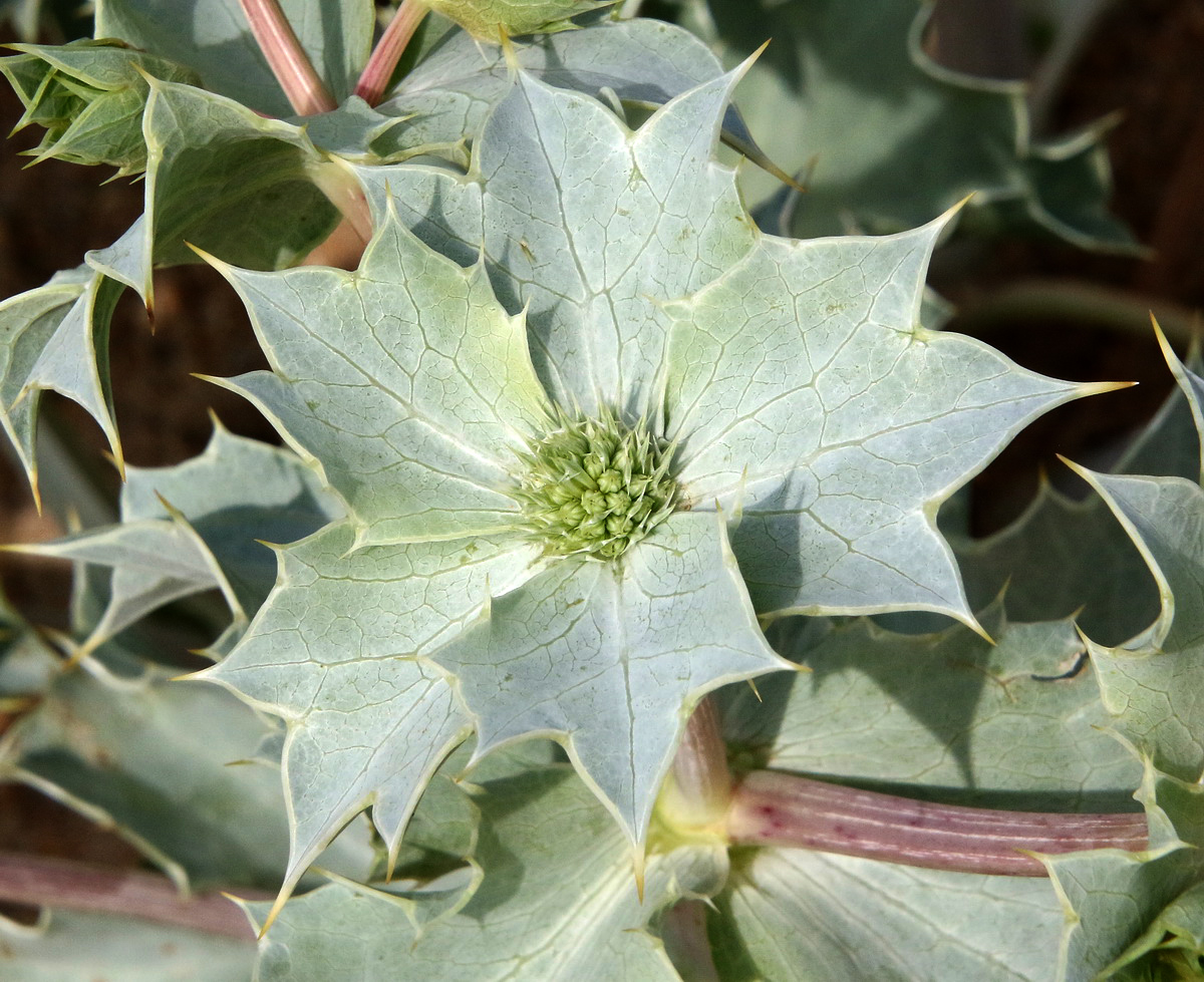 Image of Eryngium maritimum specimen.