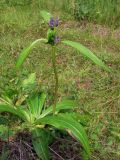 Gentiana macrophylla