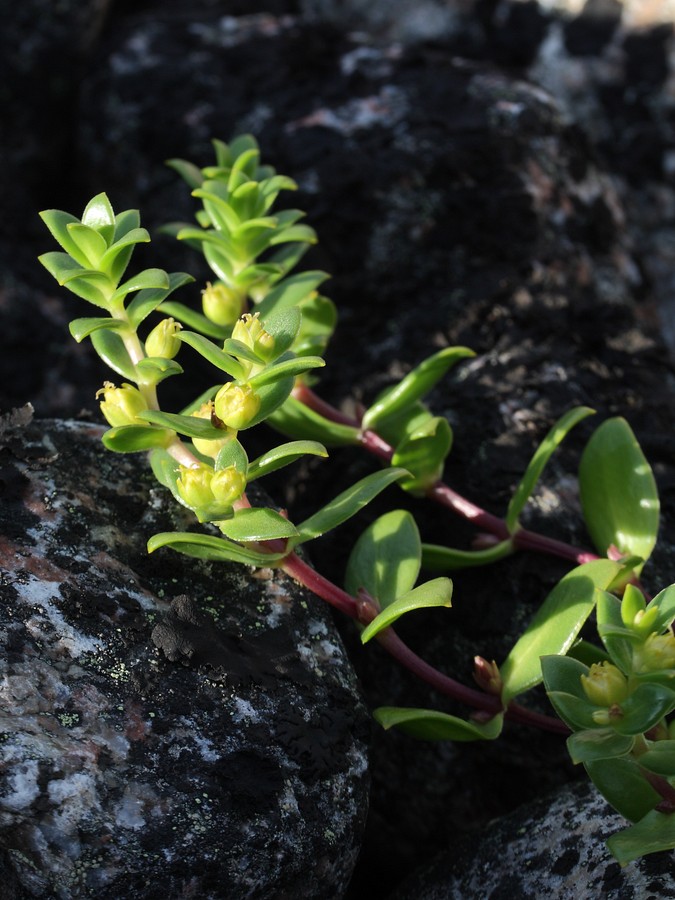 Image of Honckenya peploides ssp. diffusa specimen.