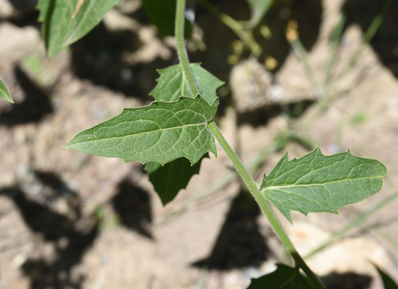 Image of Hesperis matronalis specimen.