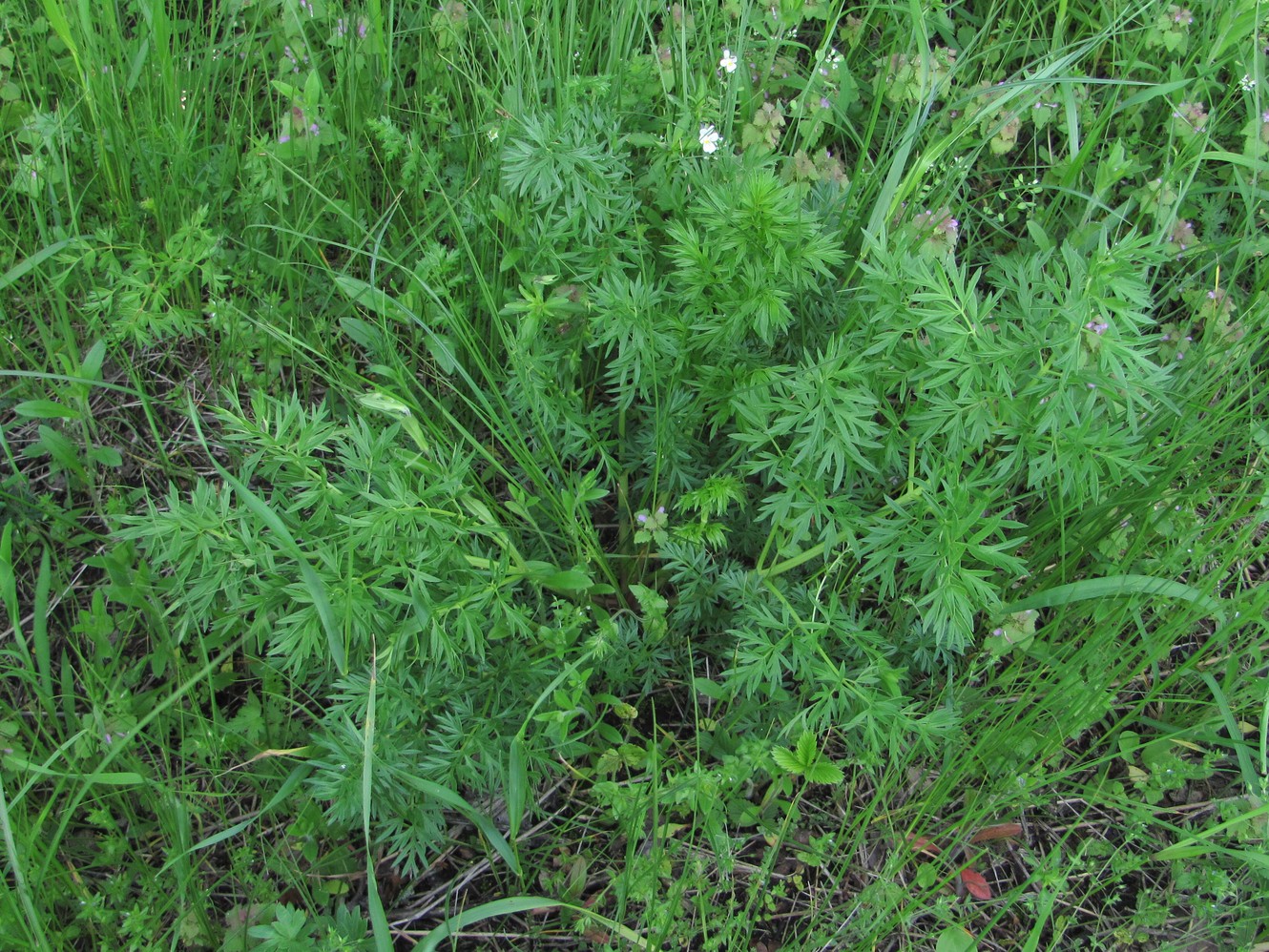 Image of familia Apiaceae specimen.