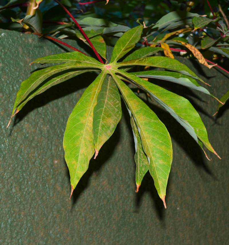 Image of Manihot esculenta specimen.