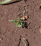 Lepidium bonariense