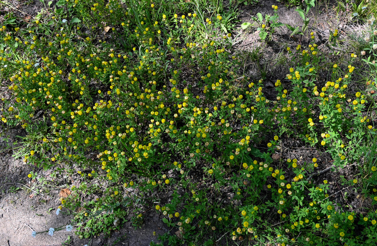 Изображение особи Trifolium aureum.