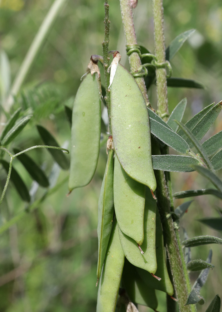 Image of Vicia grossheimii specimen.