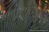 Washingtonia robusta