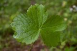 Astrantia pontica. Лист с минами (верхняя сторона). Республика Адыгея, плато Лаго-Наки, верховья р. Цица, ок. 1700 м н.у.м., сосновый лес на границе с субальпийским лугом. 13.08.2023.