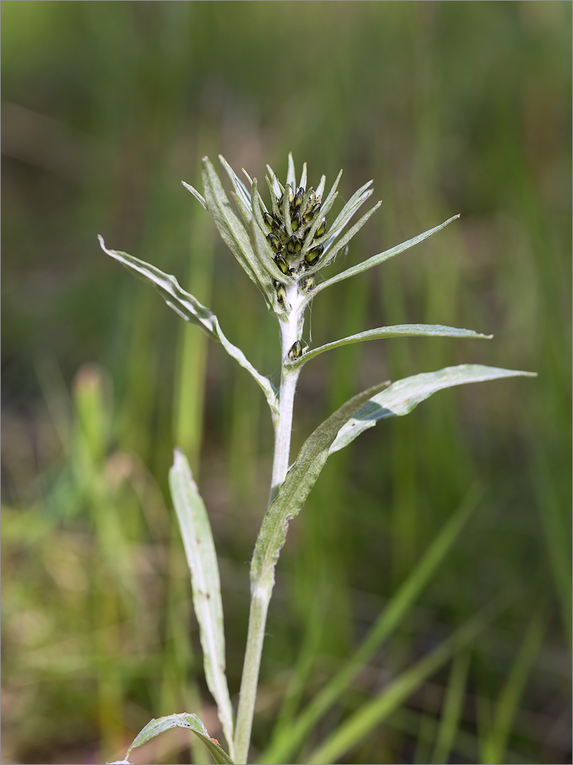 Изображение особи Omalotheca norvegica.