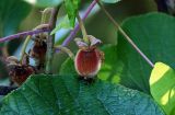 Actinidia chinensis variety deliciosa. Развивающийся плод. Грузия, Аджария, Батумский ботанический сад, в культуре. 16.06.2023.