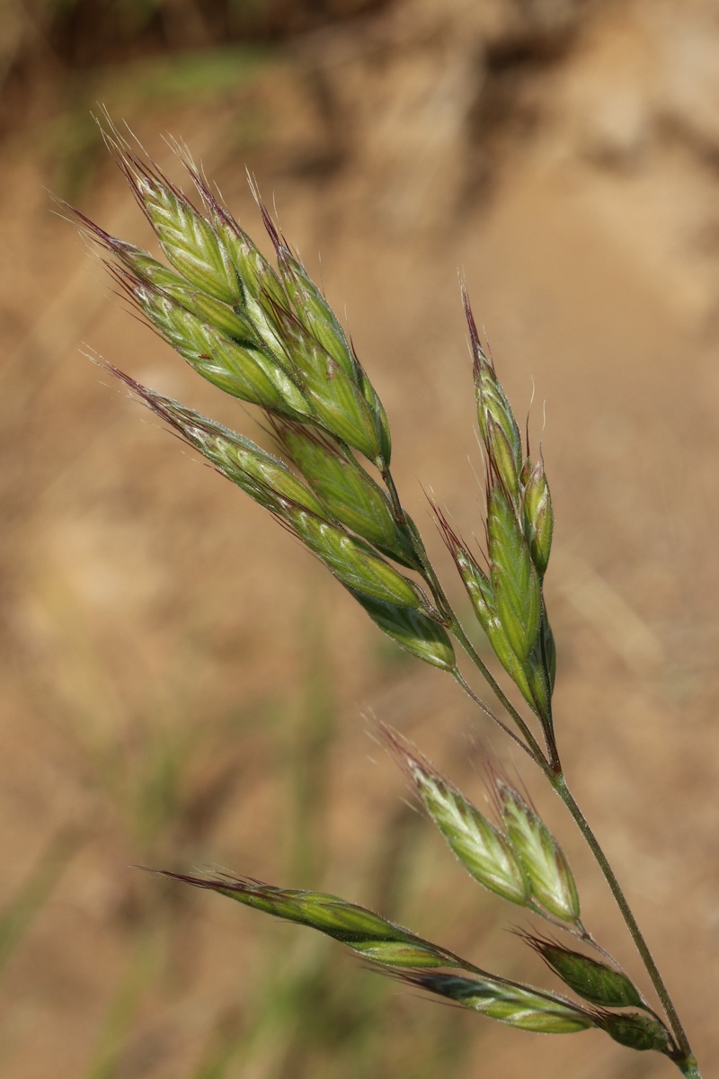 Image of Bromus hordeaceus specimen.