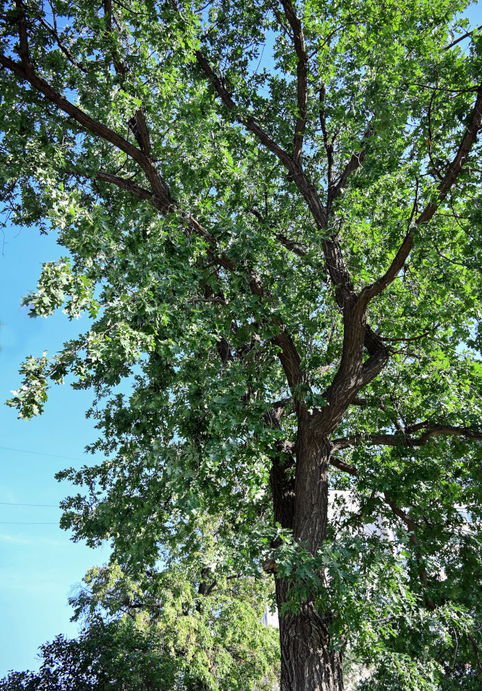 Image of Quercus robur specimen.