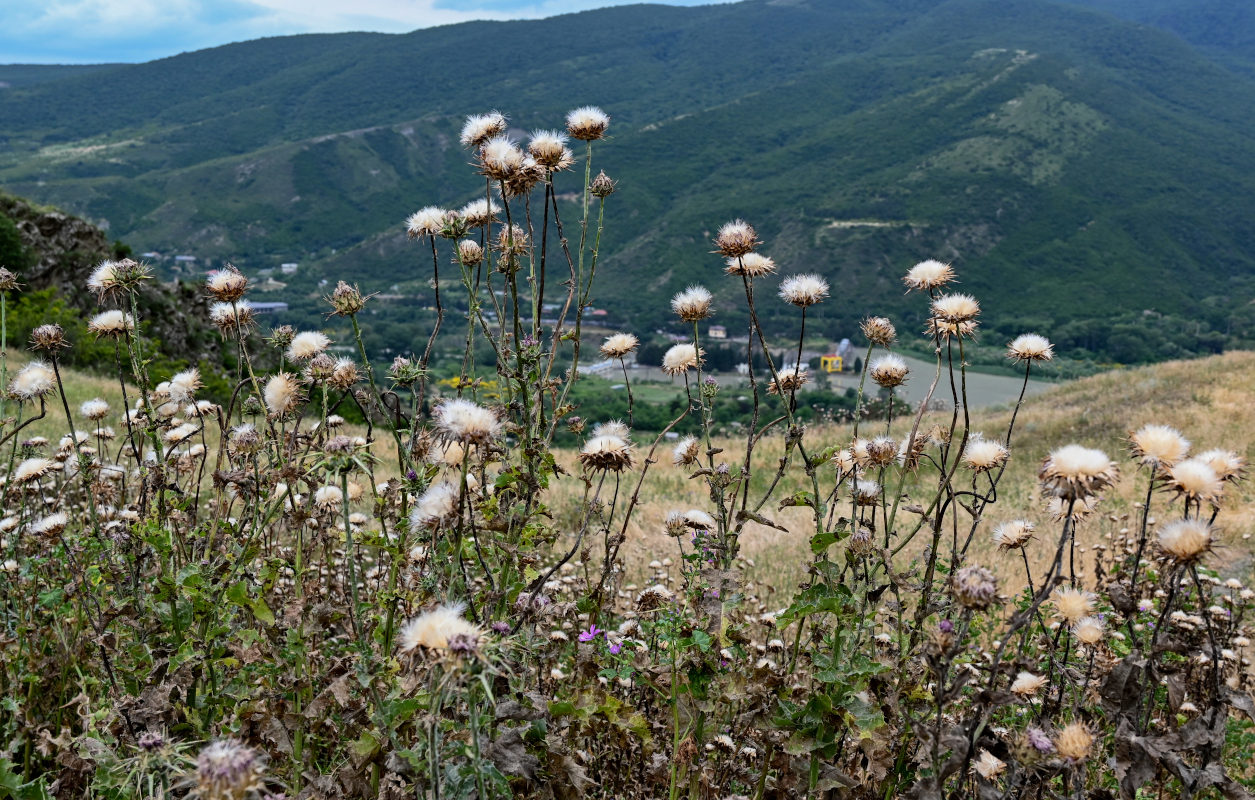 Image of Silybum marianum specimen.