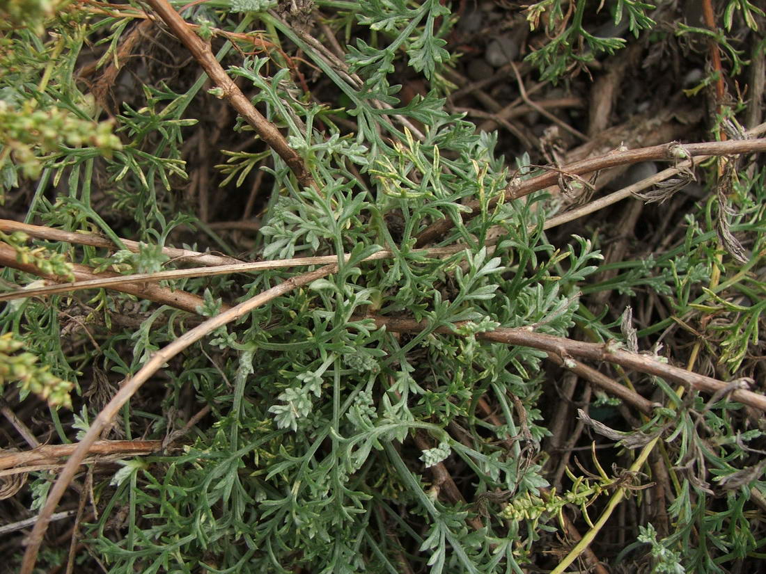 Изображение особи Artemisia arenaria.