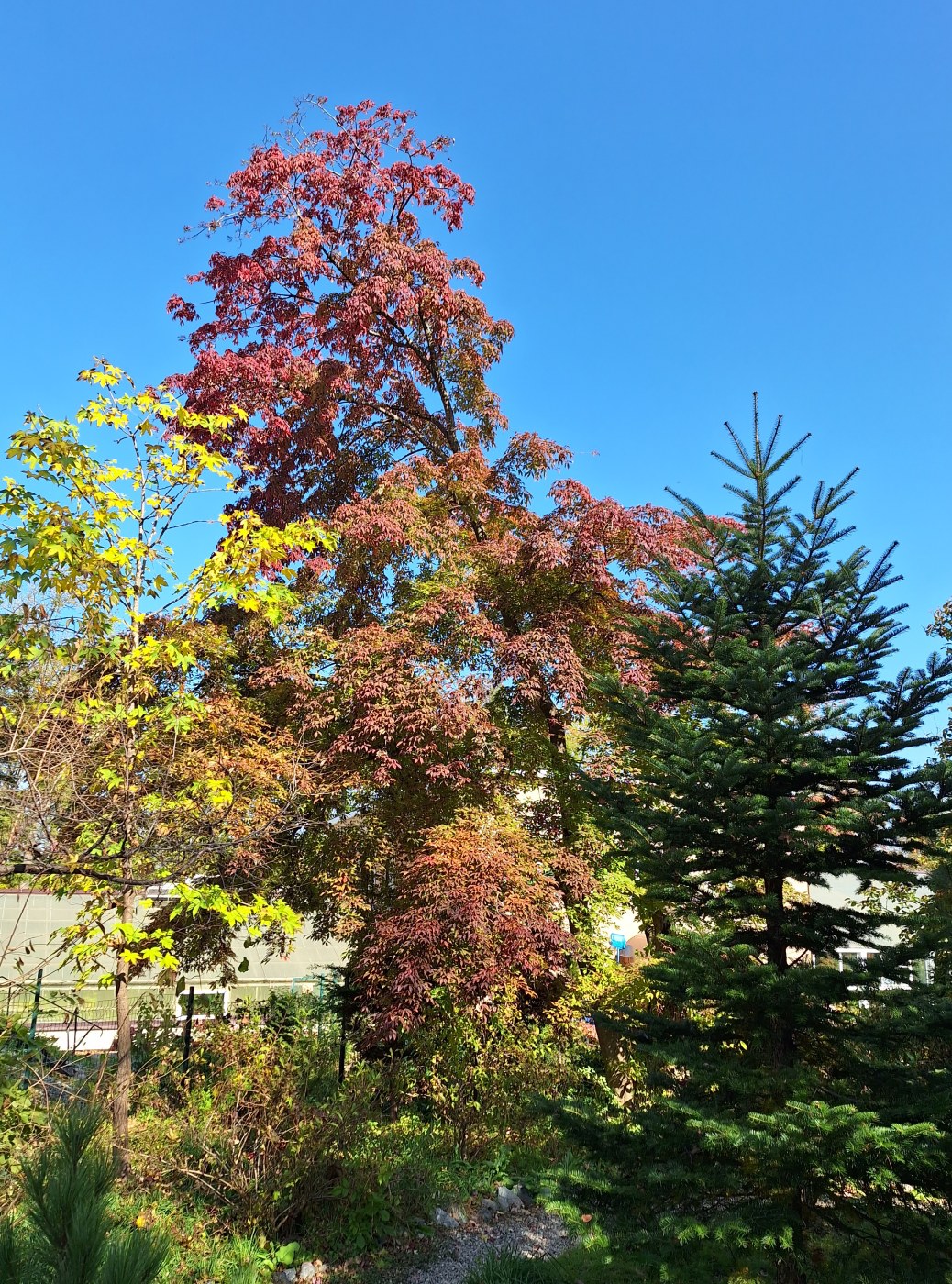 Image of Acer mandshuricum specimen.