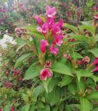 genus Weigela. Цветущее растение. Волгоград, Красноармейский р-н, улица Изобильная 3, у кафе. 03.06.2019.