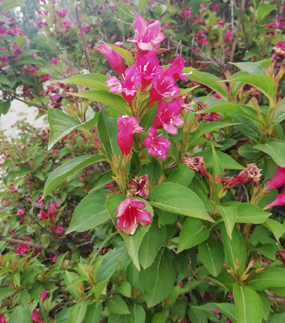 Изображение особи род Weigela.