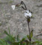 Melandrium latifolium