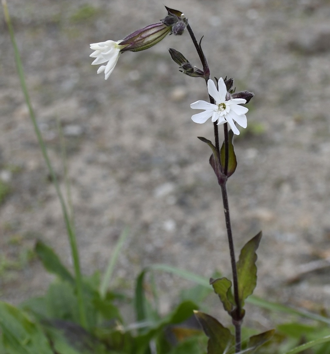 Image of Melandrium latifolium specimen.