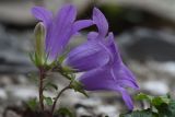 Campanula andina. Цветки и бутон. Чечня, Шаройский р-н, левый берег р. Шароаргун в 1,5 км выше устья р. Кенхи, склон горы. 12 августа 2023 г.