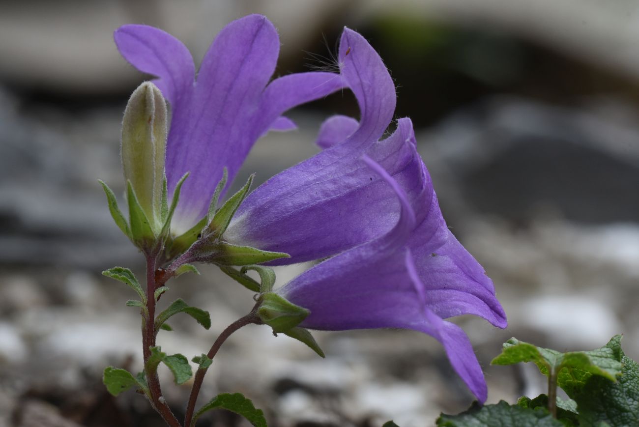 Image of Campanula andina specimen.