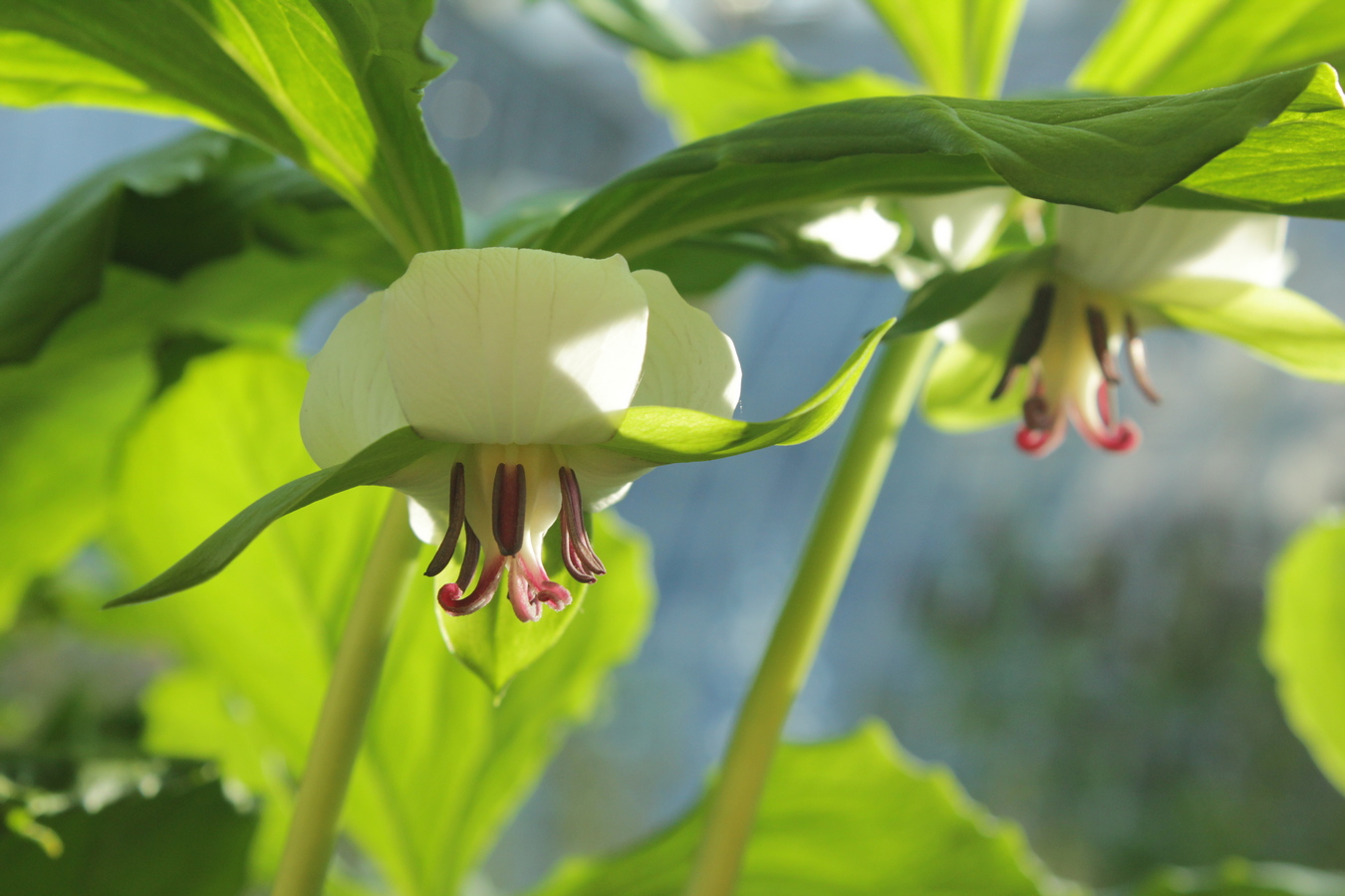 Image of Trillium cernuum specimen.