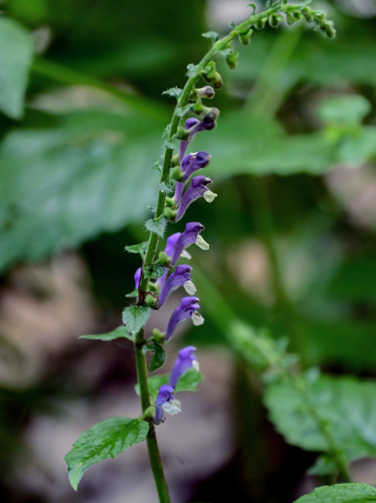 Image of Scutellaria altissima specimen.