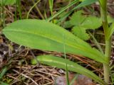 Dactylorhiza fuchsii. Часть побега, лист. Московская обл., Талдомский р-н, окр. пгт Запрудня, смешанный лес. 25.06.2023.