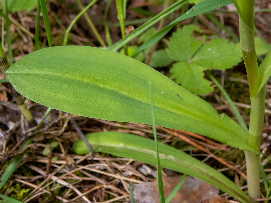 Изображение особи Dactylorhiza fuchsii.